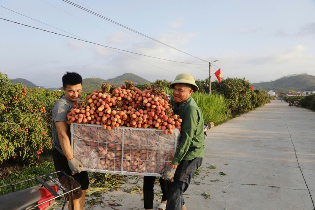 Vải thiều Bắc Ninh 2026: Mất m&ugrave;a, được gi&aacute; cao