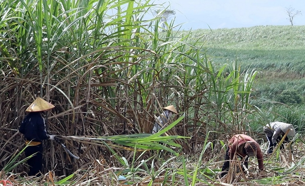 Nông dân trồng mía và doanh nghiệp sản xuất...