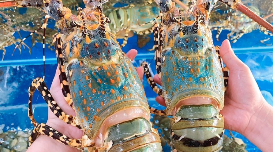 Việt Nam vươn lên dẫn đầu thị trường tôm hùm...