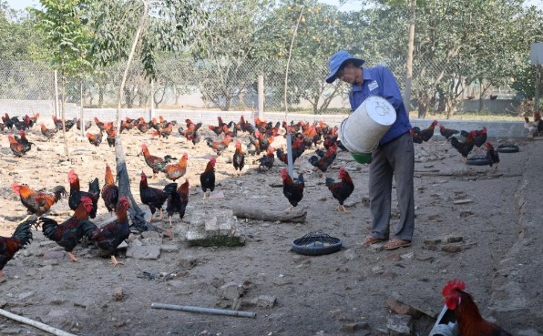 Thanh H&oacute;a: Từ giống g&agrave; qu&ecirc;, n&ocirc;ng d&acirc;n...