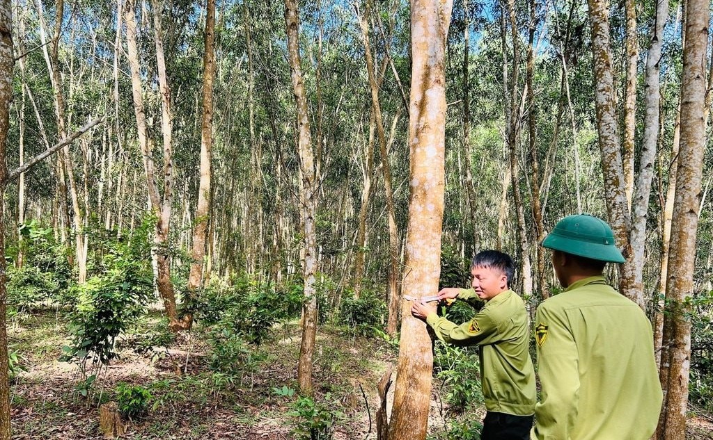 Rừng gỗ lớn giúp Nghệ An nâng giá trị kinh tế, sản lượng khai thác tăng 20%/năm