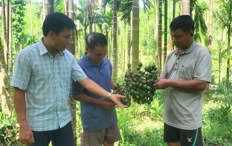 Nông dân miền núi thu hàng trăm triệu đồng mỗi năm từ chuyển đổi trồng cau.