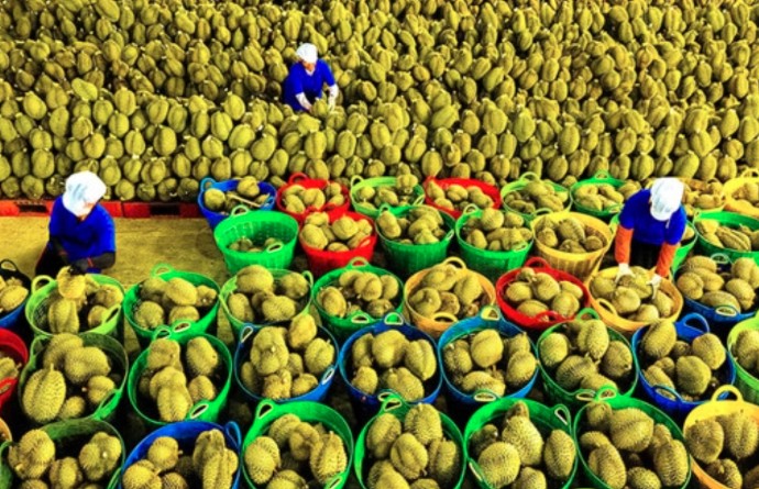 Xuất khẩu rau quả lập kỷ lục mới