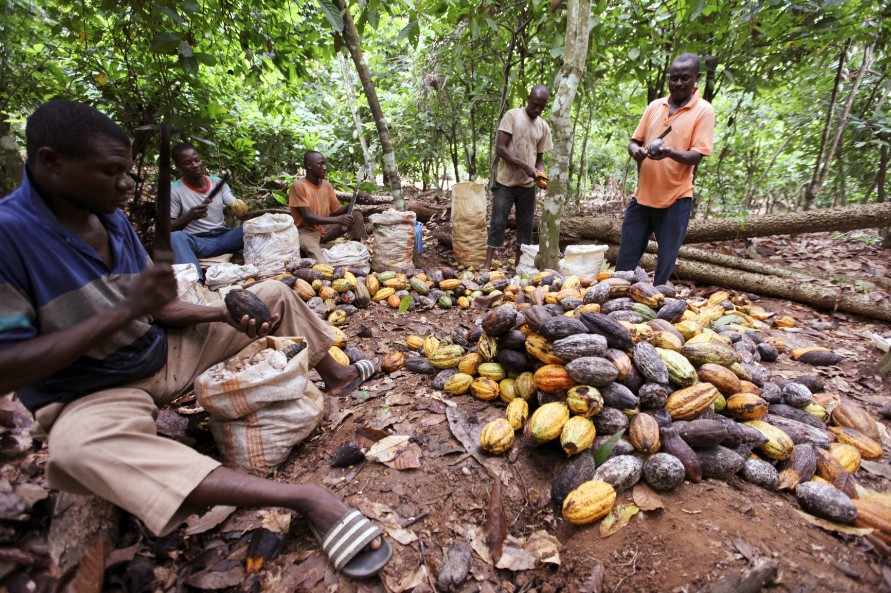 Giá cacao thế giới giảm chóng mặt