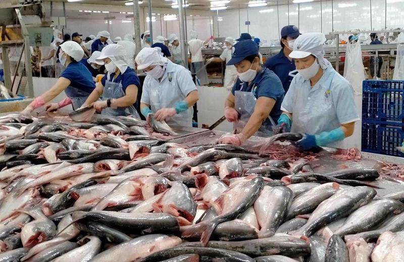 Cá tra Việt Nam “rộng cửa” vào thị trường Brazil