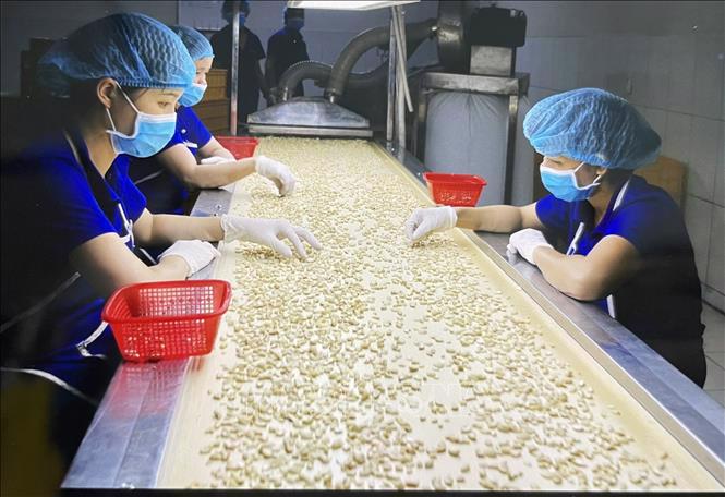 Xuất khẩu điều lập kỷ lục 4,37 tỷ USD, Hoa Kỳ là thị trường lớn nhất